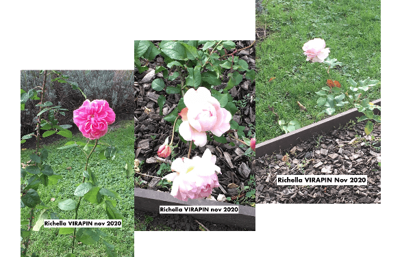 Ballade au coeur des roses