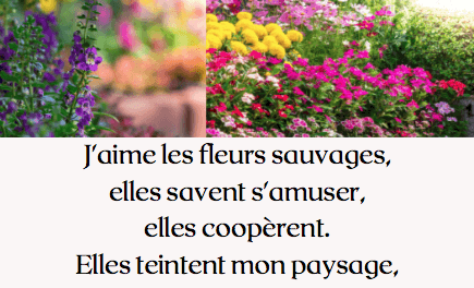 Les fleurs sauvages